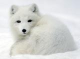 Polar Fox